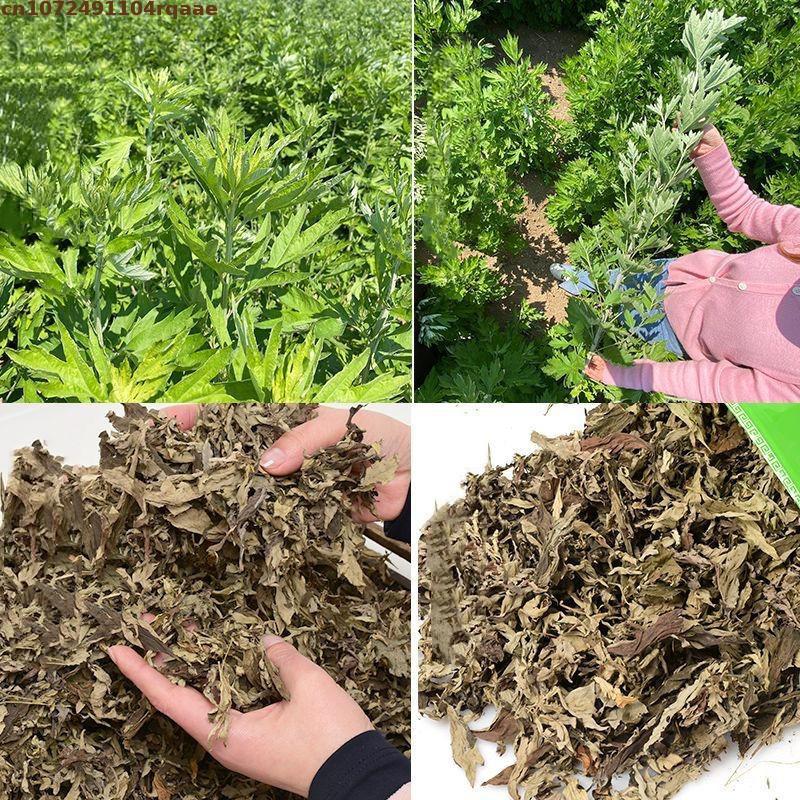เครื่องอบแห้ง Ay Tsao ใบทำเทีย - Chamomile Tea บทวิจารณ์และราคา